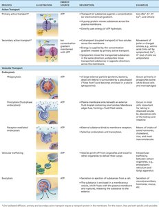 Active and vesicular transport summary table