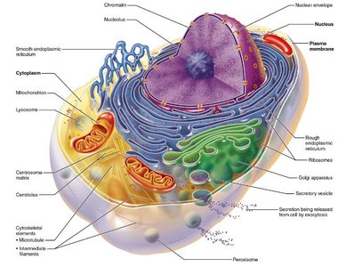 Labeled cell diagram