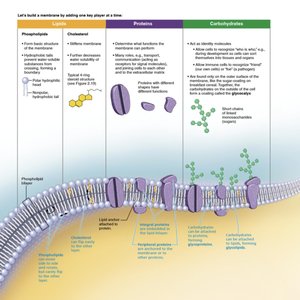 Membrane structure: lipids, proteins, carbohydrates