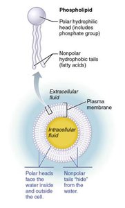 Phospholipid structure and membrane orientation
