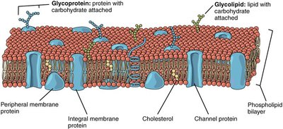 Membrane cross-section with proteins and carbohydrates