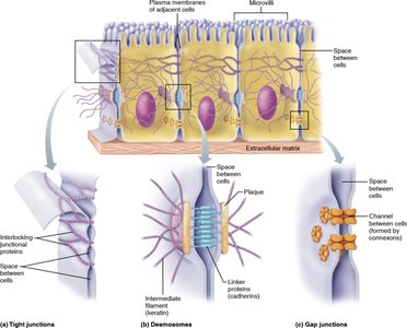 Cell junctions: tight, desmosome, gap