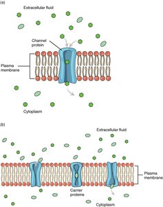 Facilitated diffusion: channel and carrier proteins