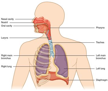 Anatomy of the respiratory system, showing nasal cavity, pharynx, larynx, trachea, bronchi, lungs, and diaphragm