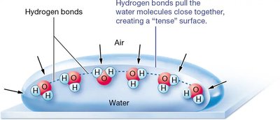 Effect of surfactant on alveolar surface tension