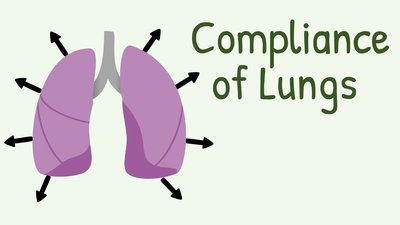 Compliance of lungs