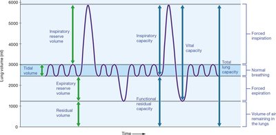 Graph of lung volumes and capacities over time