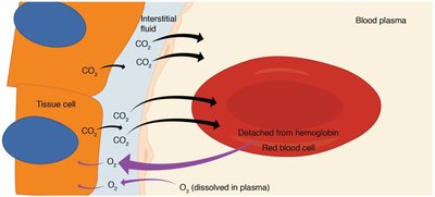 Tissue gas exchange between blood and tissues