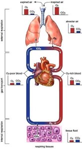 Hemoglobin structure and oxygen binding
