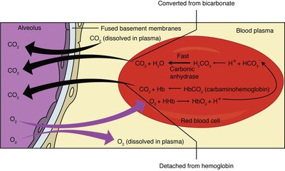 Oxygen-hemoglobin dissociation curve