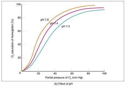 Effect of pH on oxygen unloading