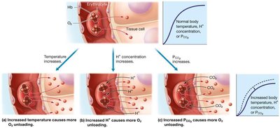 Effect of temperature, acidity, and PCO2 on oxygen unloading