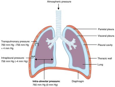 Diagram showing atmospheric, intrapleural, and intra-alveolar pressures