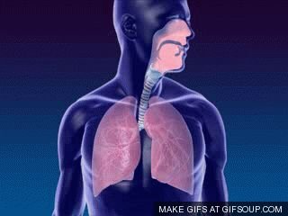 Animation of lung expansion and contraction during breathing