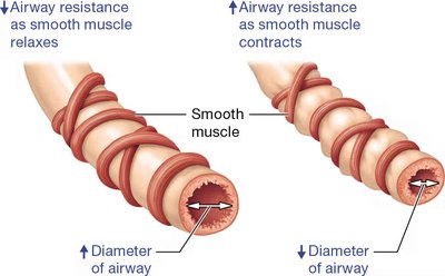 Airway resistance increases as smooth muscle contracts and airway diameter decreases