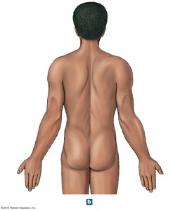 Posterior anatomical landmarks of the upper body