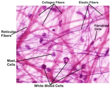 Areolar connective tissue with labeled fibers and cells