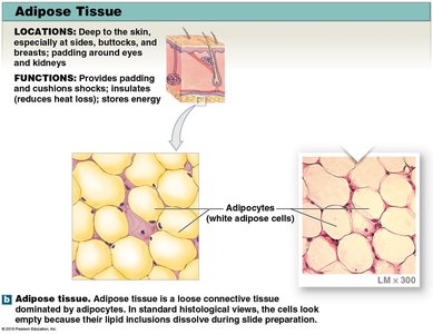 Adipose tissue with adipocytes
