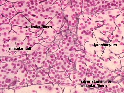 Reticular tissue with labeled fibers and cells