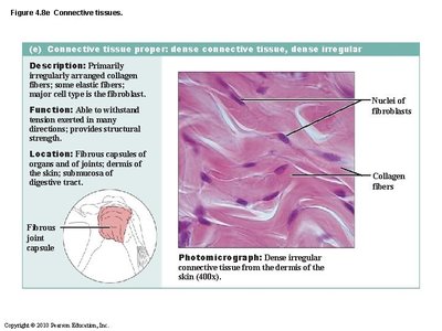 Dense regular connective tissue