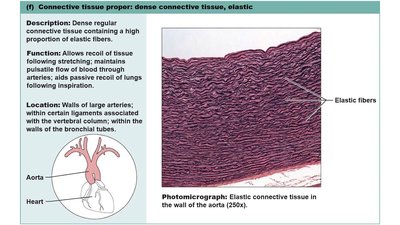 Dense elastic connective tissue