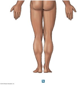 Posterior anatomical landmarks of the lower body