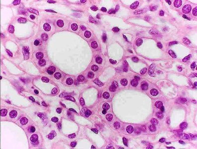 Simple cuboidal epithelium in kidney or glandular tissue