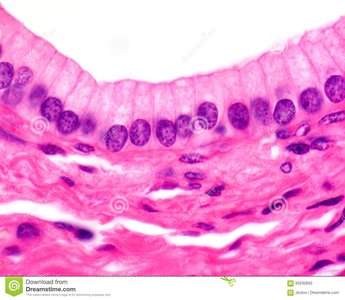 Simple columnar epithelium in the digestive tract