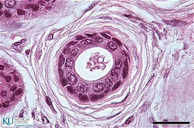 Stratified cuboidal epithelium