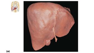 Gross anatomy of the human liver