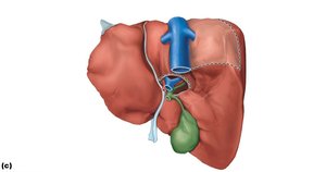 Gross anatomy of the human liver