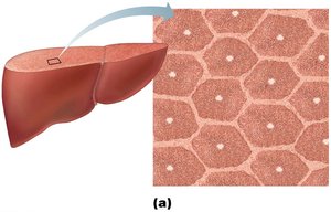 Microscopic anatomy of the liver