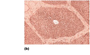 Microscopic anatomy of the liver