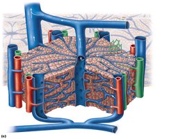 Microscopic anatomy of the liver