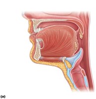 Sagittal section of the oral cavity and pharynx