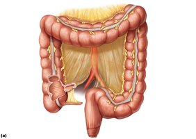 Gross anatomy of the large intestine