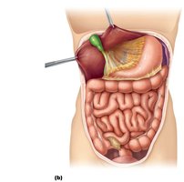Mesenteries of the abdominal digestive organs