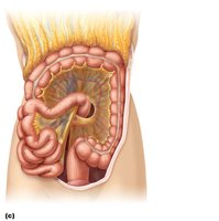 Mesenteries of the abdominal digestive organs
