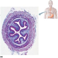 Microscopic structure of the esophagus
