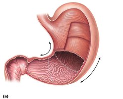 Anatomy of the stomach