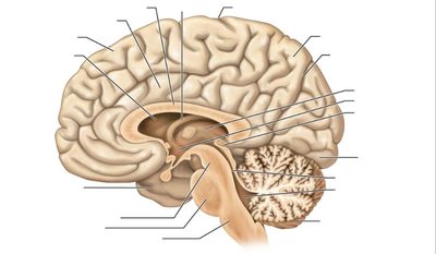 Labeled diagram of the brain