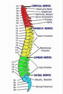 Diagram of spinal nerves and their functions