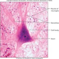 Neuron structure with labeled cell body, dendrites, axon, and nuclei of neuroglia