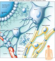 Neuroglia of the CNS: astrocytes, oligodendrocytes, microglia, ependymal cells
