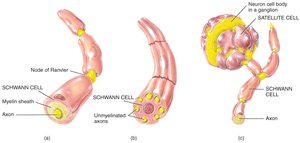 Neuroglia of the PNS: Schwann cells and satellite cells