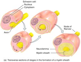Formation of myelin sheath by Schwann cell