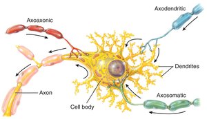 Synapses between neurons