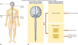 Diagram of CNS and PNS organization and functions