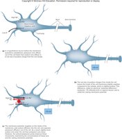 Resting potential of a neuron