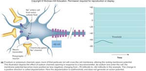 Depolarization and threshold potential
